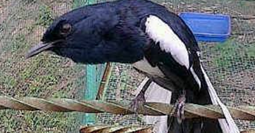 Membuat Kacer Bisa Ngobra Buka Ekor Dan Sayap Hobi Burung