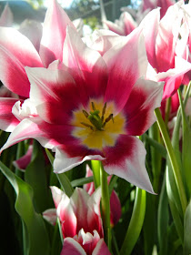 Kaufman tulips Allan Gardens Conservatory 2015 Spring Flower Show by garden muses-not another Toronto gardening blog
