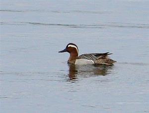 Garganey Duck