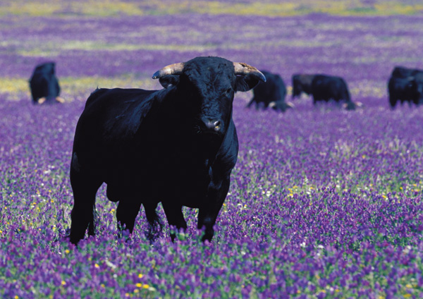 imagen de toro de lidia en libertad