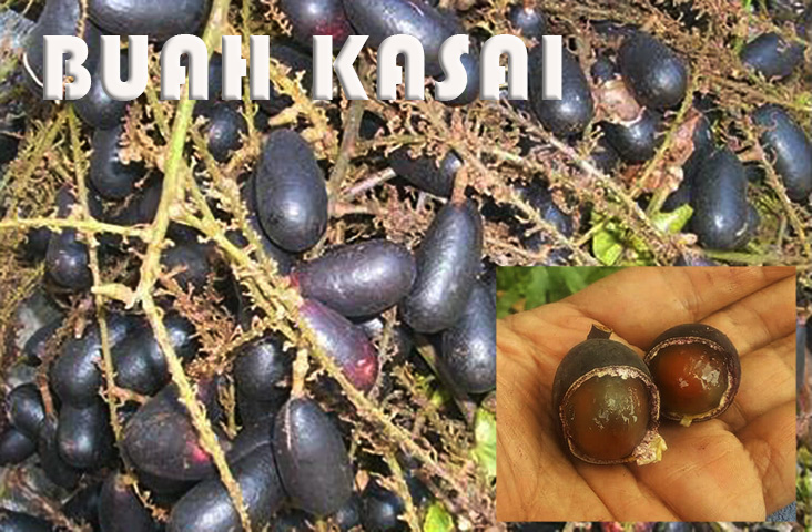 LORAS..Active To Survived: 59 Jenis Buah Hutan Yang Selamat Dimakan