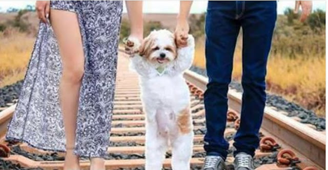 Segundo estudo, amor entre shih tzu e dono é o mesmo de mãe e filho
