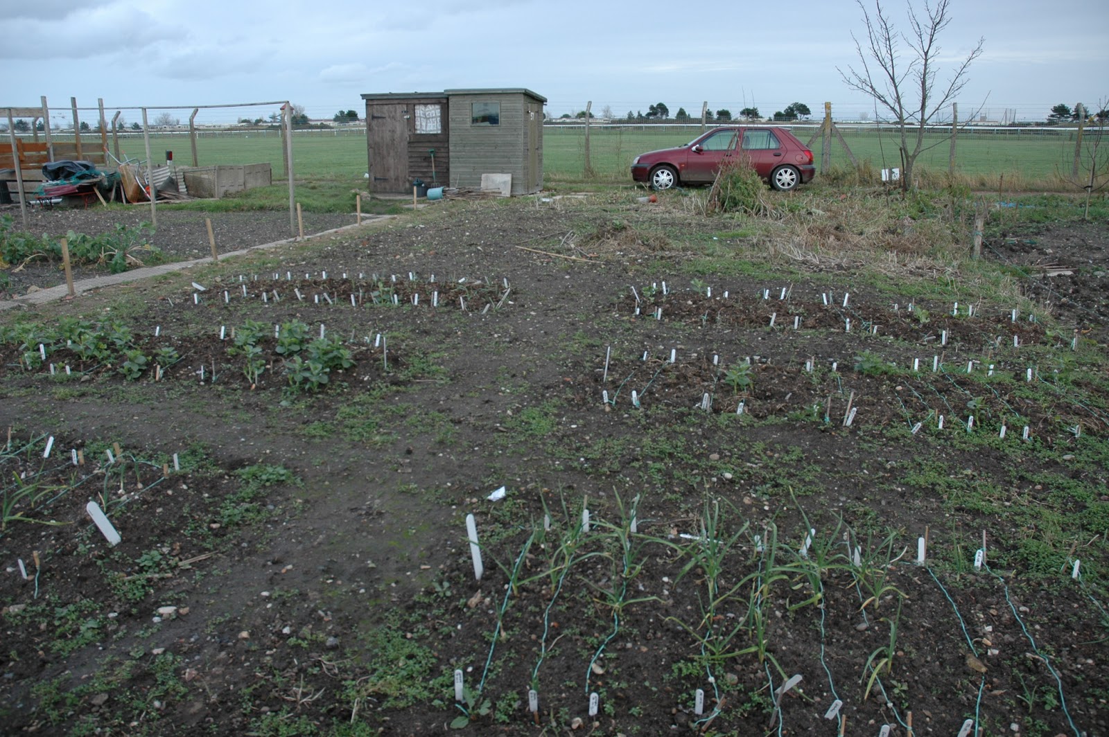 Eats, Beets and Wheat: Great Yarmouth allotment December 2011