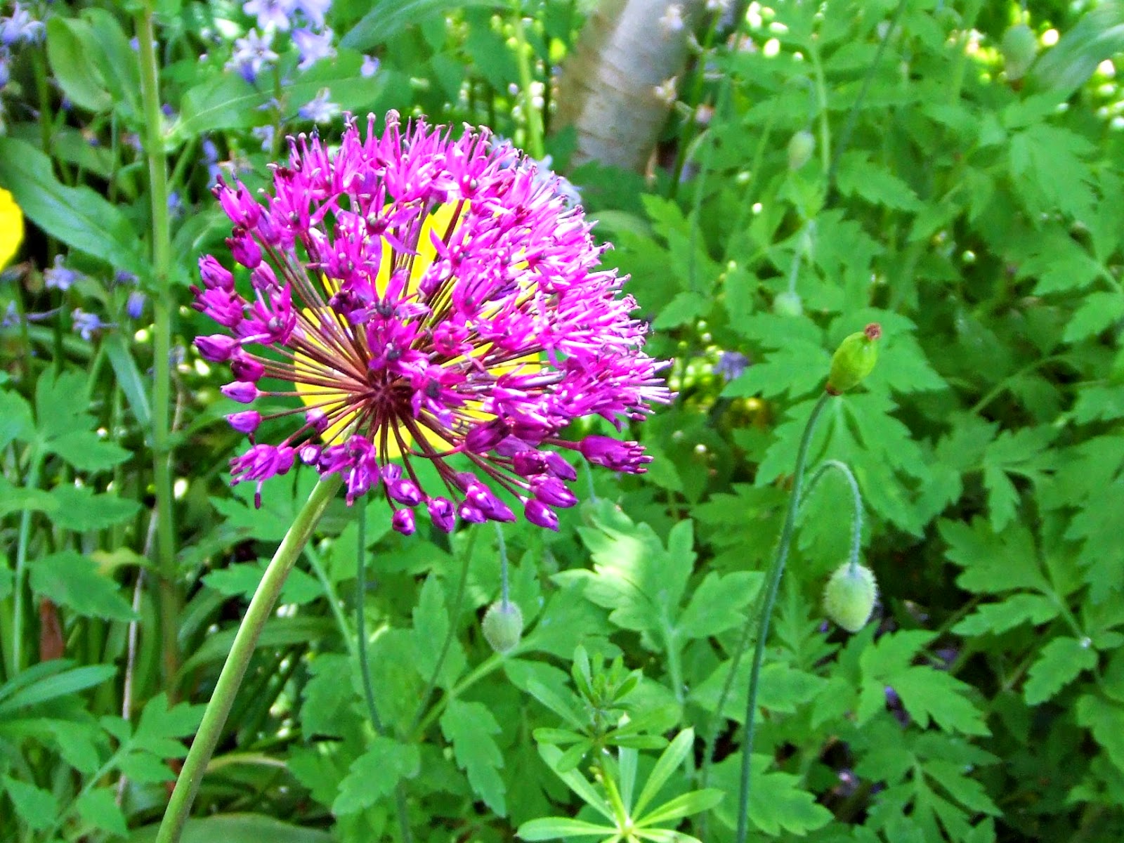 Alan Jolliffe Weigela Apple Blossom