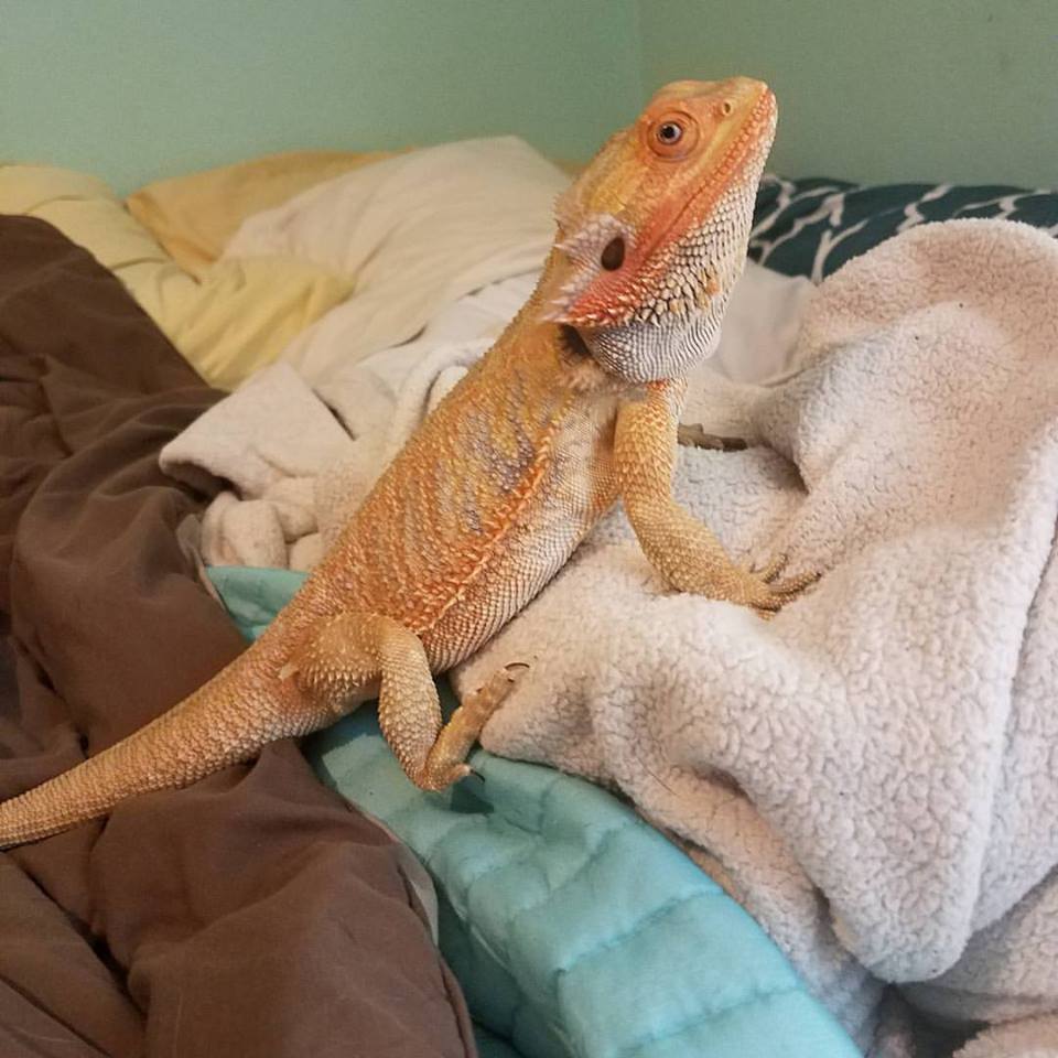 bearded-dragon-hospital-respiratory-infection.jpg