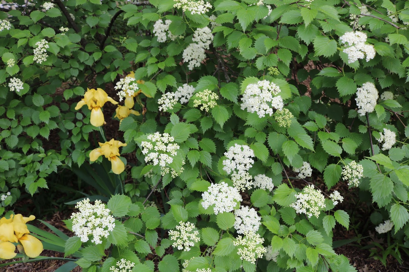 Nature In Humanity Monthly Native Plant Profile 1 Arrowwood