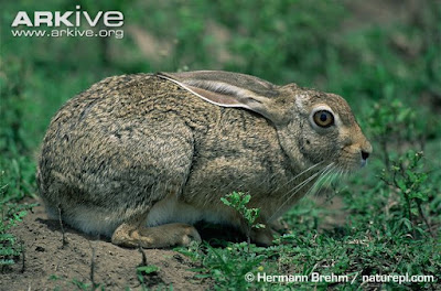 Cape Hare