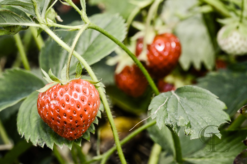 Corey Lablans Photography Project 365+ Strawberry Season