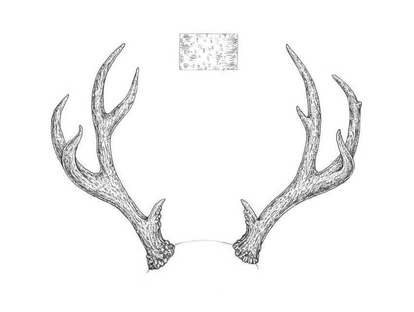 What’s the difference between Horns and Antlers?