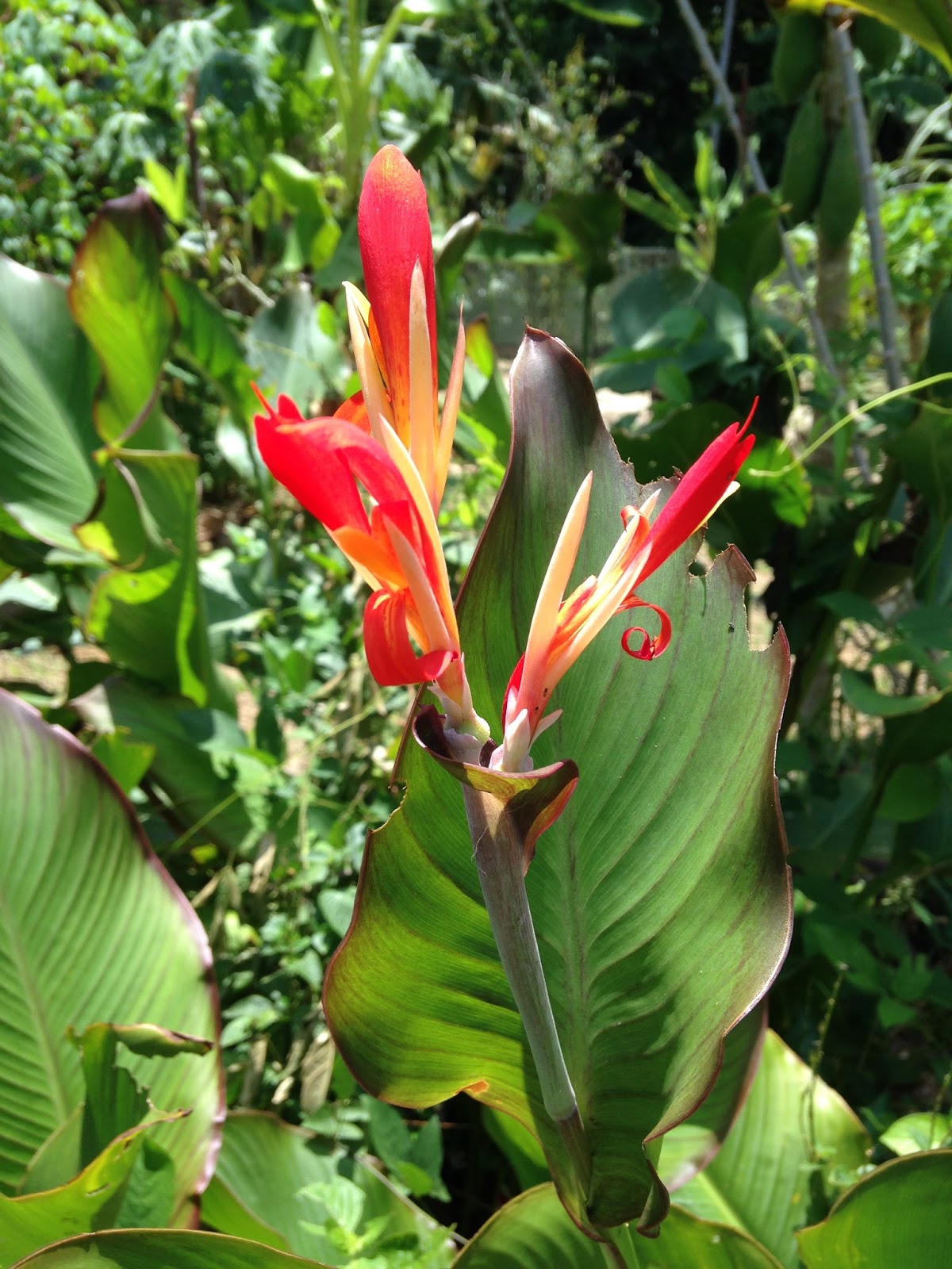 Suria Helang Lui: Bunga Tasbih - striking flower with benefits