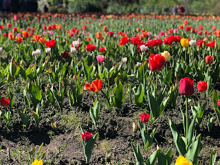 Enjoy tulip fields during October and November