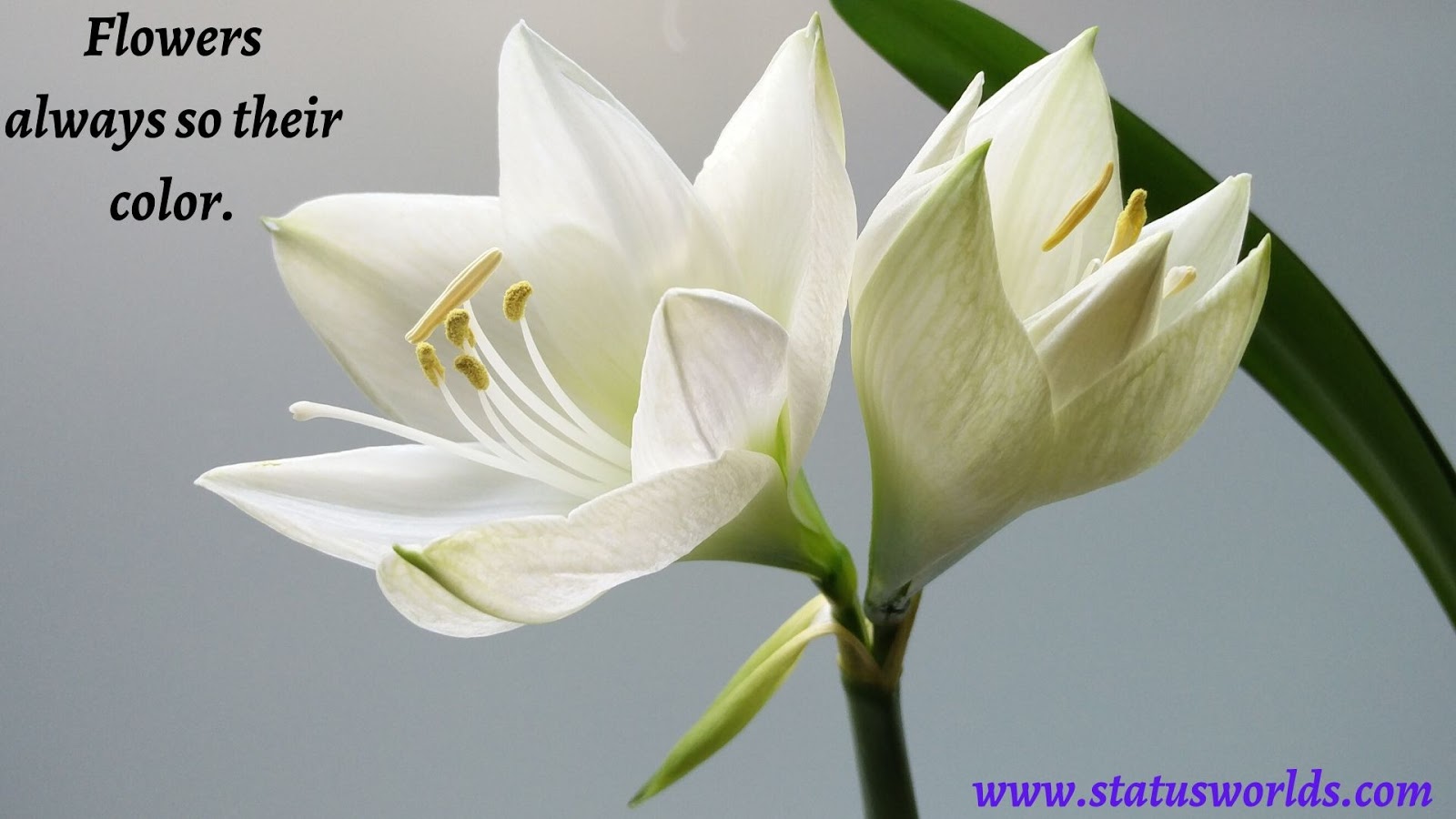 [Colorful] Flower Status, Quotes & Captions For A Flower Lover Status