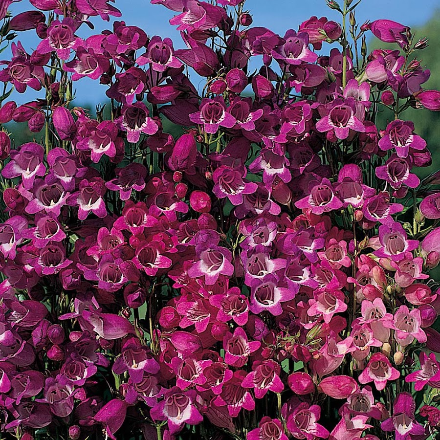 CAMPANAS DE BODA EN MINIATURA - PENSTEMON