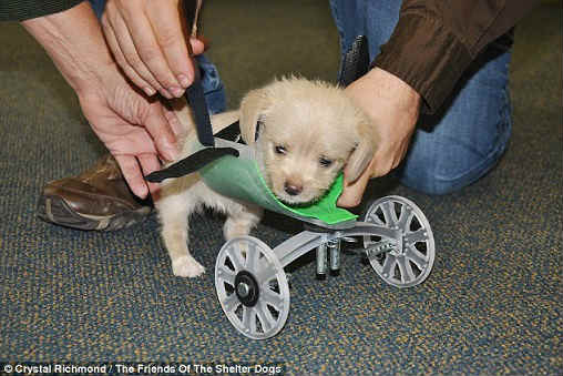 3D printed wheelchair for 2-legged puppy,  two-wheel cart, 14 hours, Ohio University Innovation Center, puppy, two front legs, rescue, shelter,