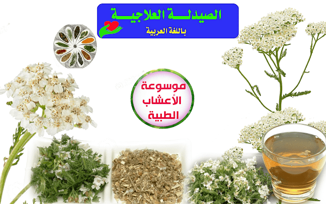 عشبة كف مريم عشبة كف مريم