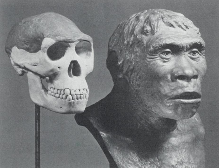 Contrast between the real Piltdown Man to a real Skull.