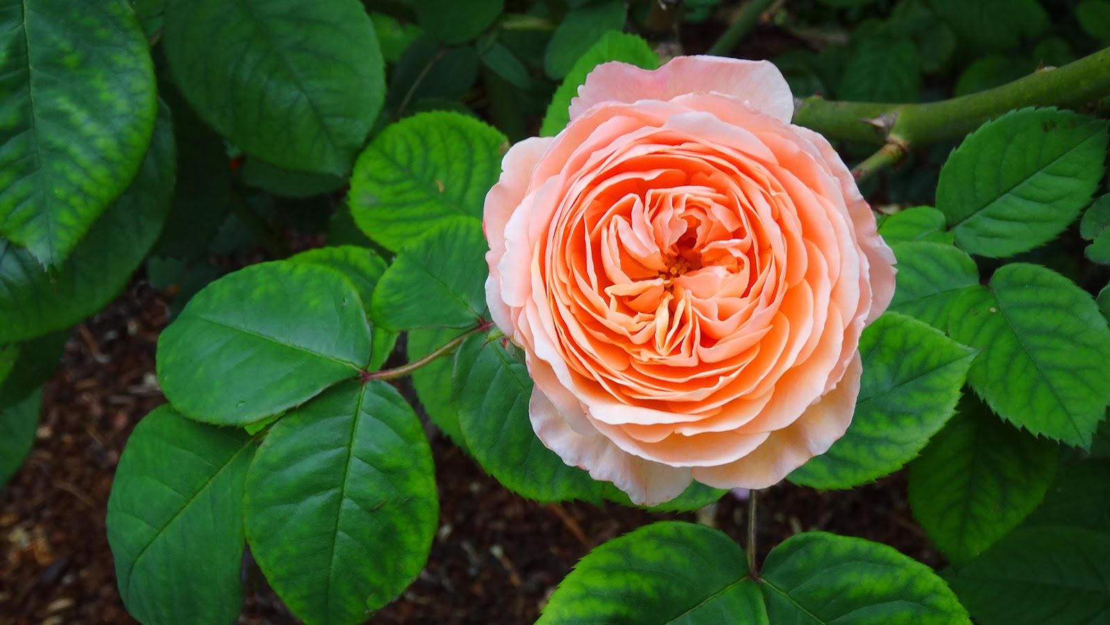 FLORAL FRIDAY FOTOS FFF106 AMBRIDGE ROSE