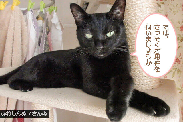 こんなパターンも 面白い 猫が 前足を伸ばすポーズ の色々 おじんぬユさんぬの まいにち鼻チュッチュ