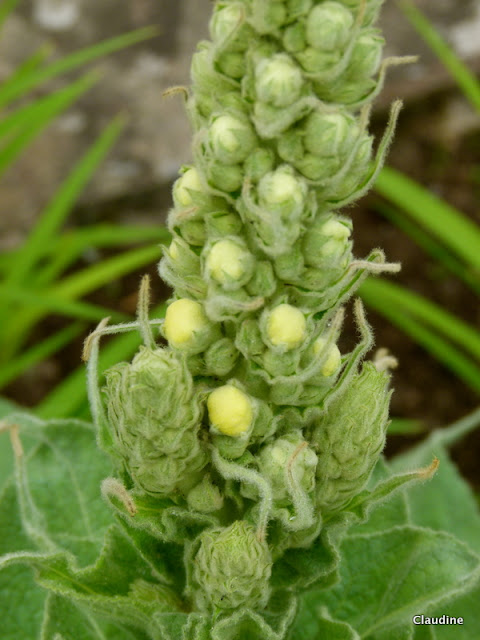 Le retour chez Canelle Molène à fleurs denses.