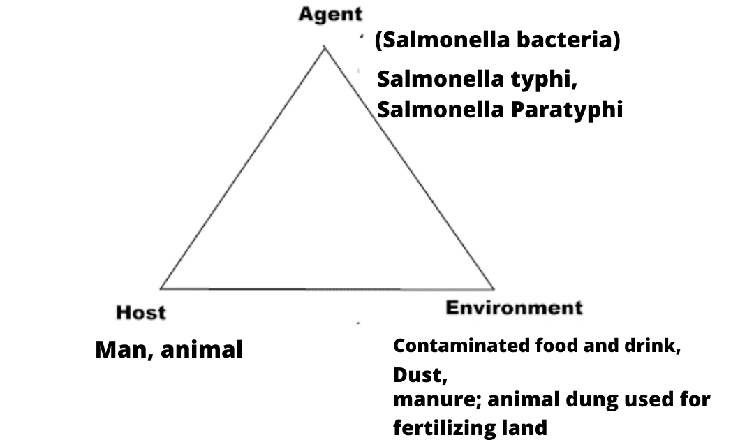 Human Salmonellosis Symptoms, Causes, Diagnosis, Complications