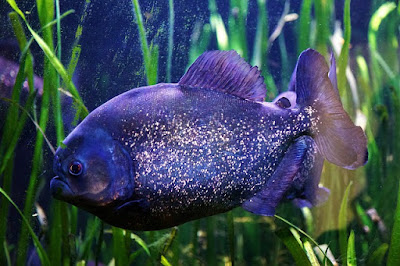Homemade Fish Food: Make Best Fish Food For Growth of Your Fish Homemade Fish Food: Make Best Fish Food For Growth of Your Fish