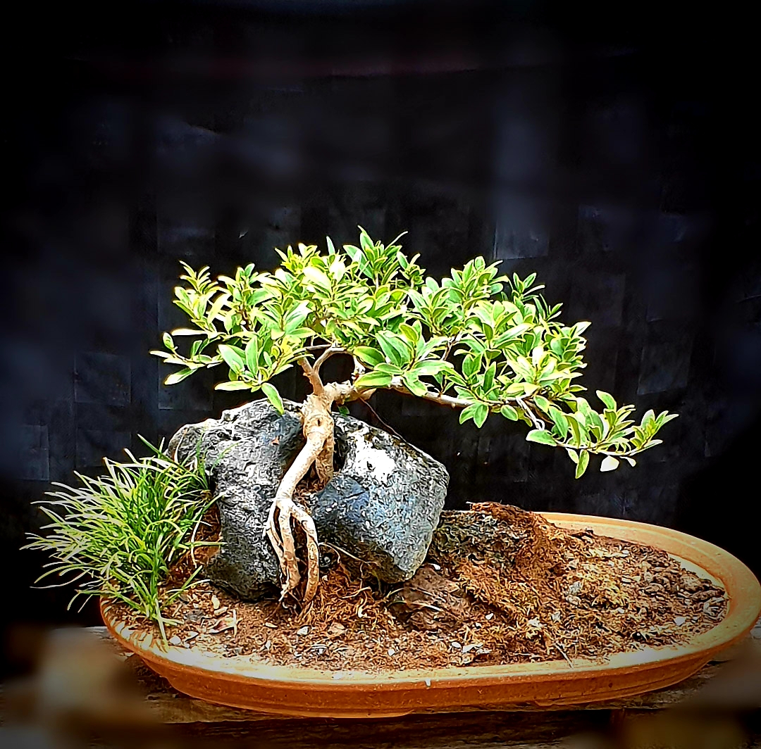 Bodhi Bonsai, Chennai, India