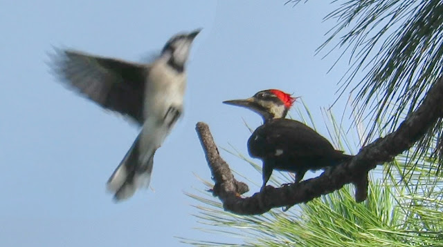 Blue Jays Attack Pileated Woodpecker