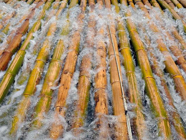 panduan cara mengawetkan bambu