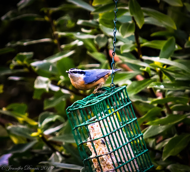 Roses Du Jardin Cheneland Hydrangea Serrata Blue Bird