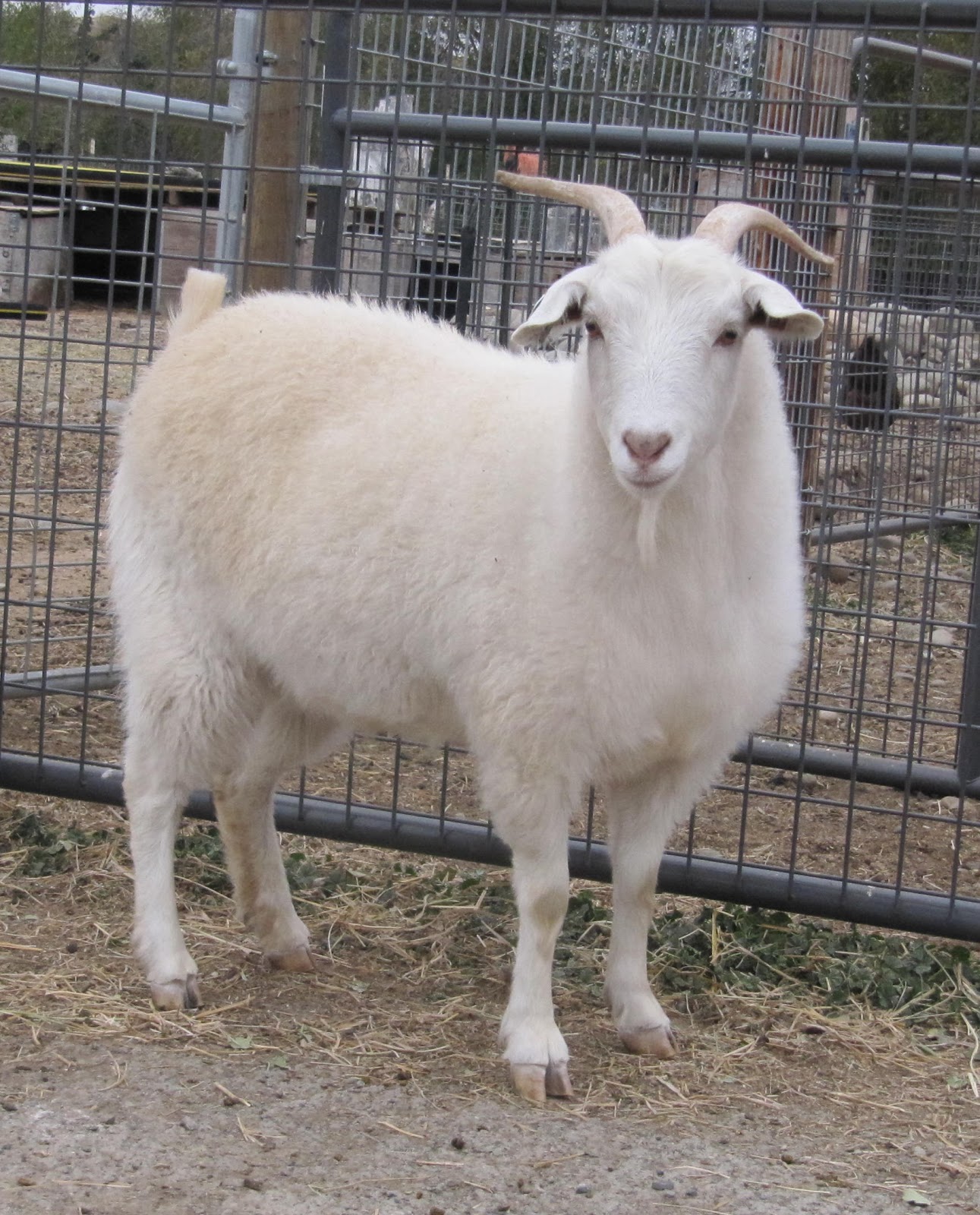 LIBERTY FARM CASHMERE GOATS: LIBERTY FARM CASHMERE DOES