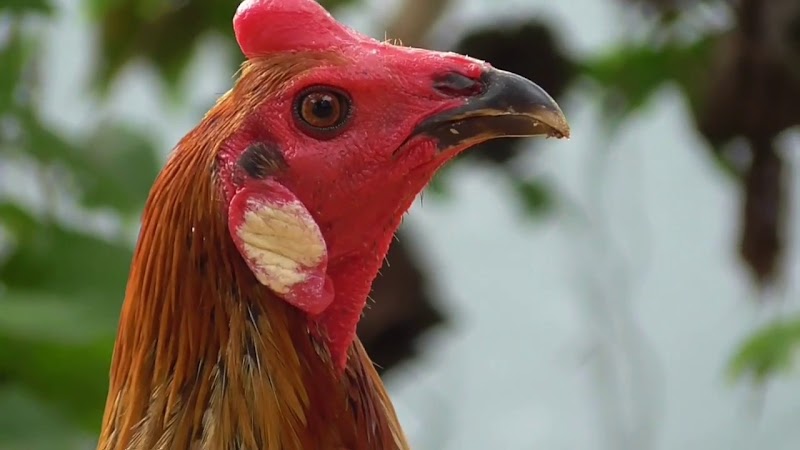 29+ Contoh Hewan Lain Yang Memiliki Ciri-ciri Yang Sama Seperti Ayam