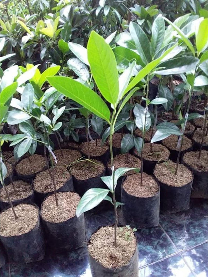 NEW PRODUCK BIBIT BLACK SAPOTE GIANT JUMBO OKULASI CEPAT BERBUAH Mataram