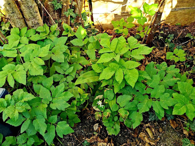 WILDKRÄUTERBRÖTCHEN AUS DER TEFAL CAKE FACTORY WILDKRÄUTERBRÖTCHEN AUS DER TEFAL CAKE FACTORY