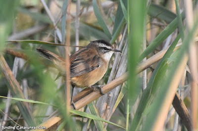 Boscarla mostatxuda (Acrocephalus melanopogon)