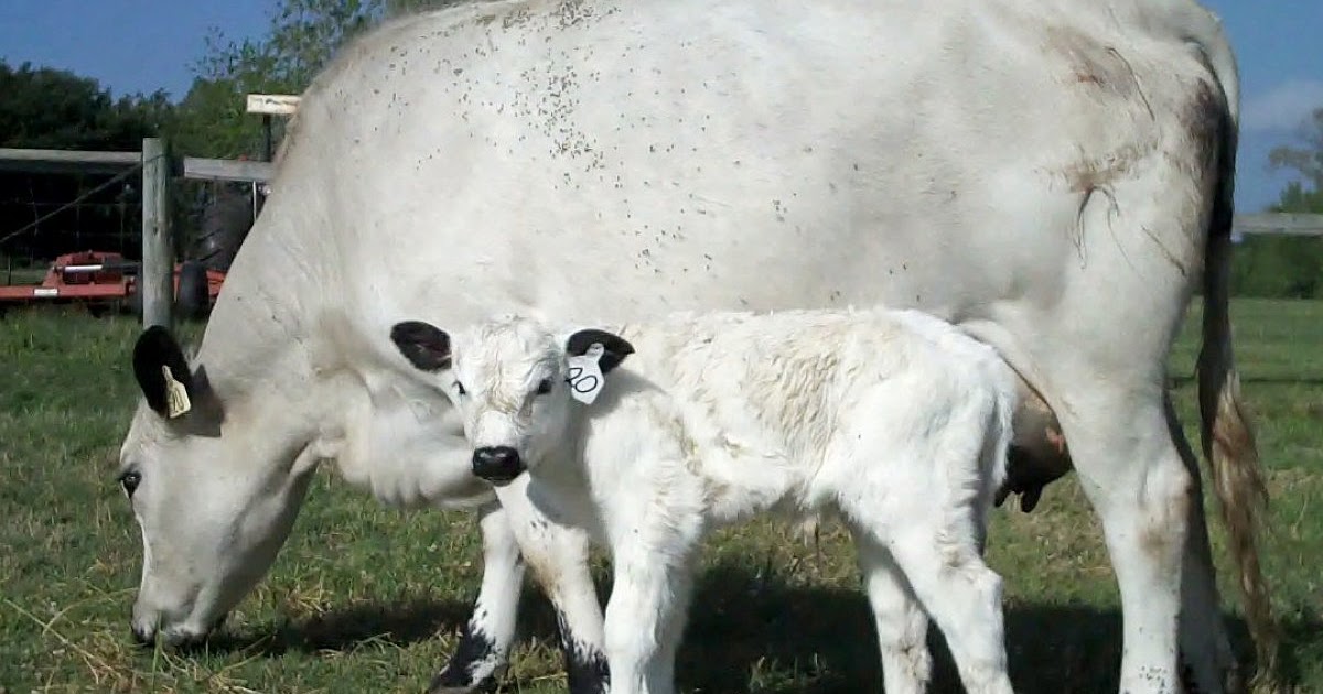 Essay on cow 15 lines picture