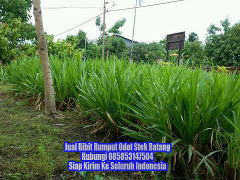 Cara Menanam Biji Rumput Bermuda Biji Rumput Gajah Mini Jual