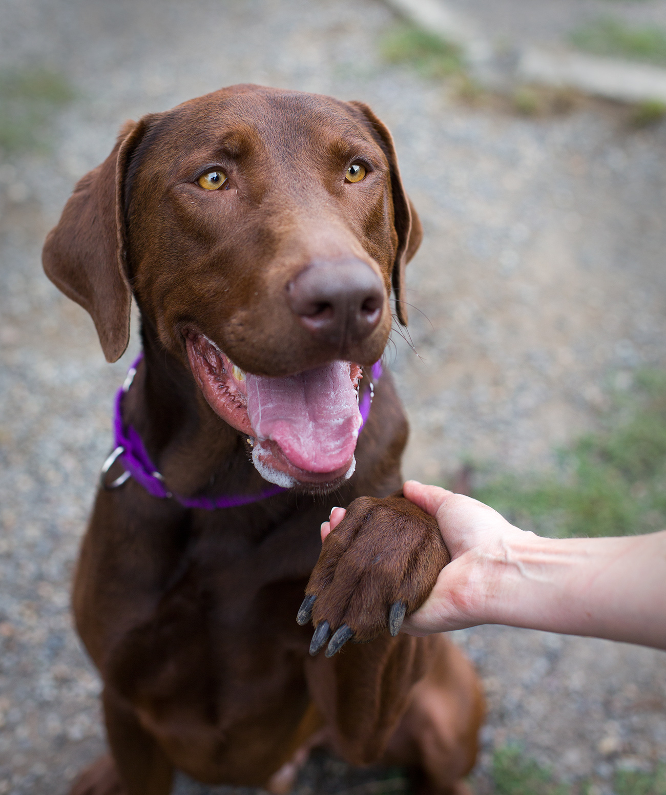 Shelter Dogs of Portland "PUDDING" Big Dog Lovers check him out