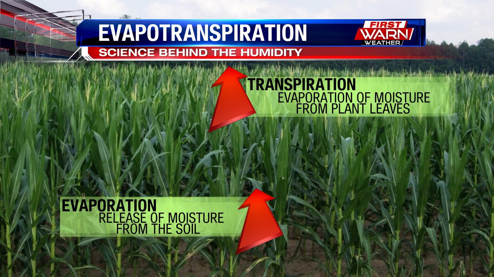 First Warn Weather Team High Humidity and the Growing Corn Crop How