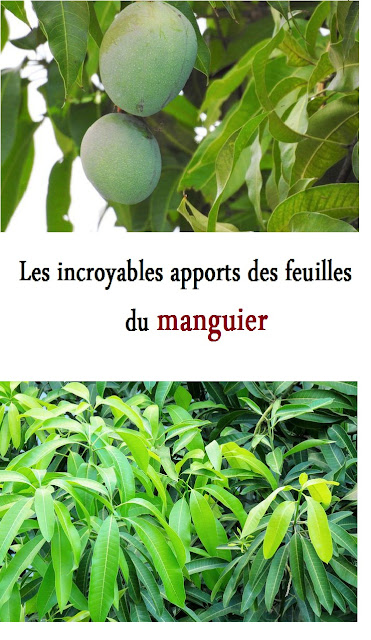 Die unglaublichen Vorteile von Mangoblättern Mangobaum: Vorteile und Tugenden für Schönheit und Gesundheit