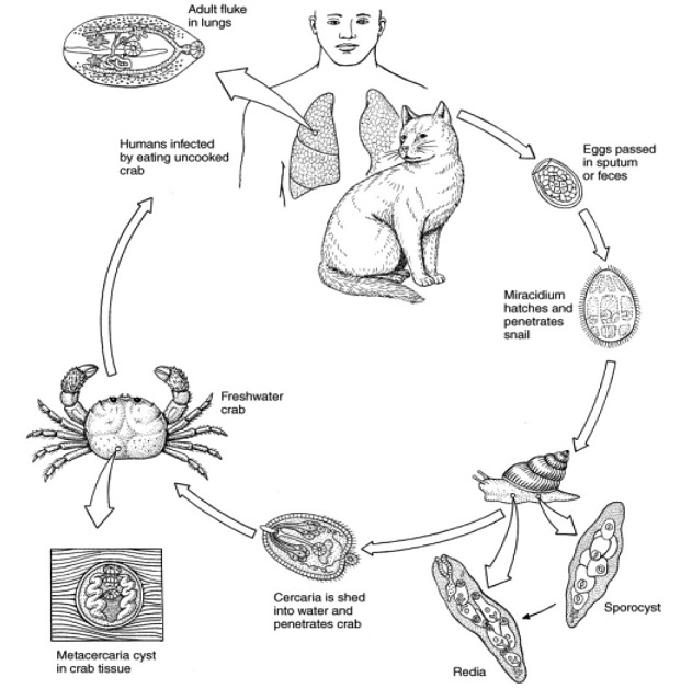 жизненный цикл легочного сосальщика схема. жизненный цикл легочного сосальщика схема. легочный сосальщик цикл. цикл развития легочного сосальщика схема. жизненный цикл легочного сосальщика.