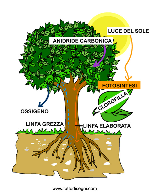 Coach Brita La fotosintesi clorofilliana