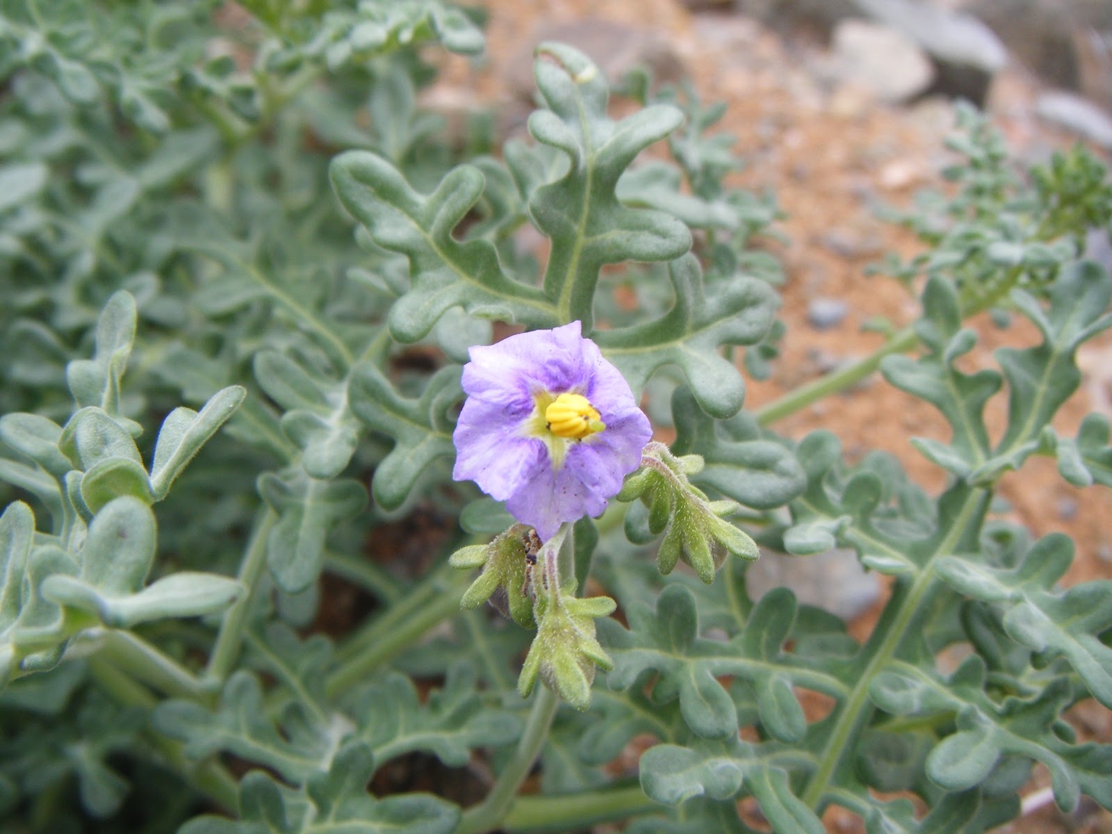 solanum-remyanum-flora-nativa-en-taltal-y-paposo