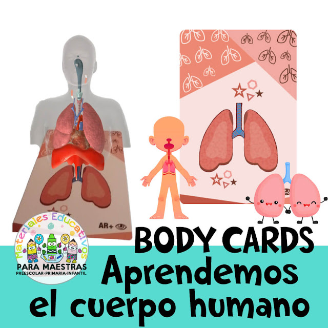 body-cards-tarjetas-aprender-cuerpo-humano