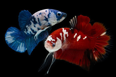 5 Jenis Ikan Cupang Termahal