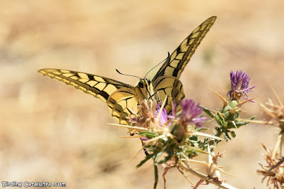 Papallona reina (Papilio machaon)