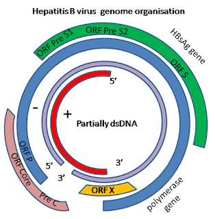 HBV genomu