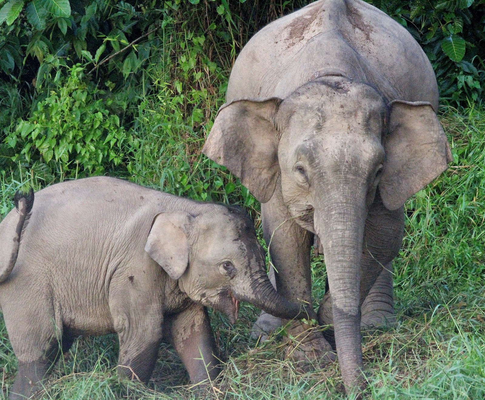Worldbirder Bornean Pygmy Elephant Photo Essay