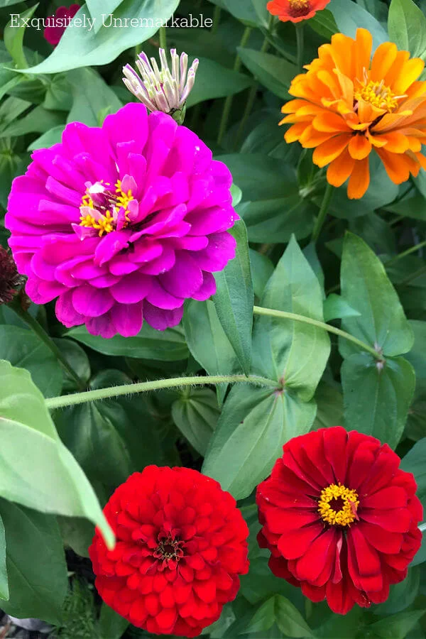 Zinnias