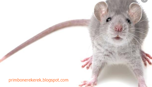 19 Tafsir Mimpi Tentang Binatang Tikus Menurut Primbon Jawa Dan Erek Erek 2d 3d 4d Primbon Erek Erek