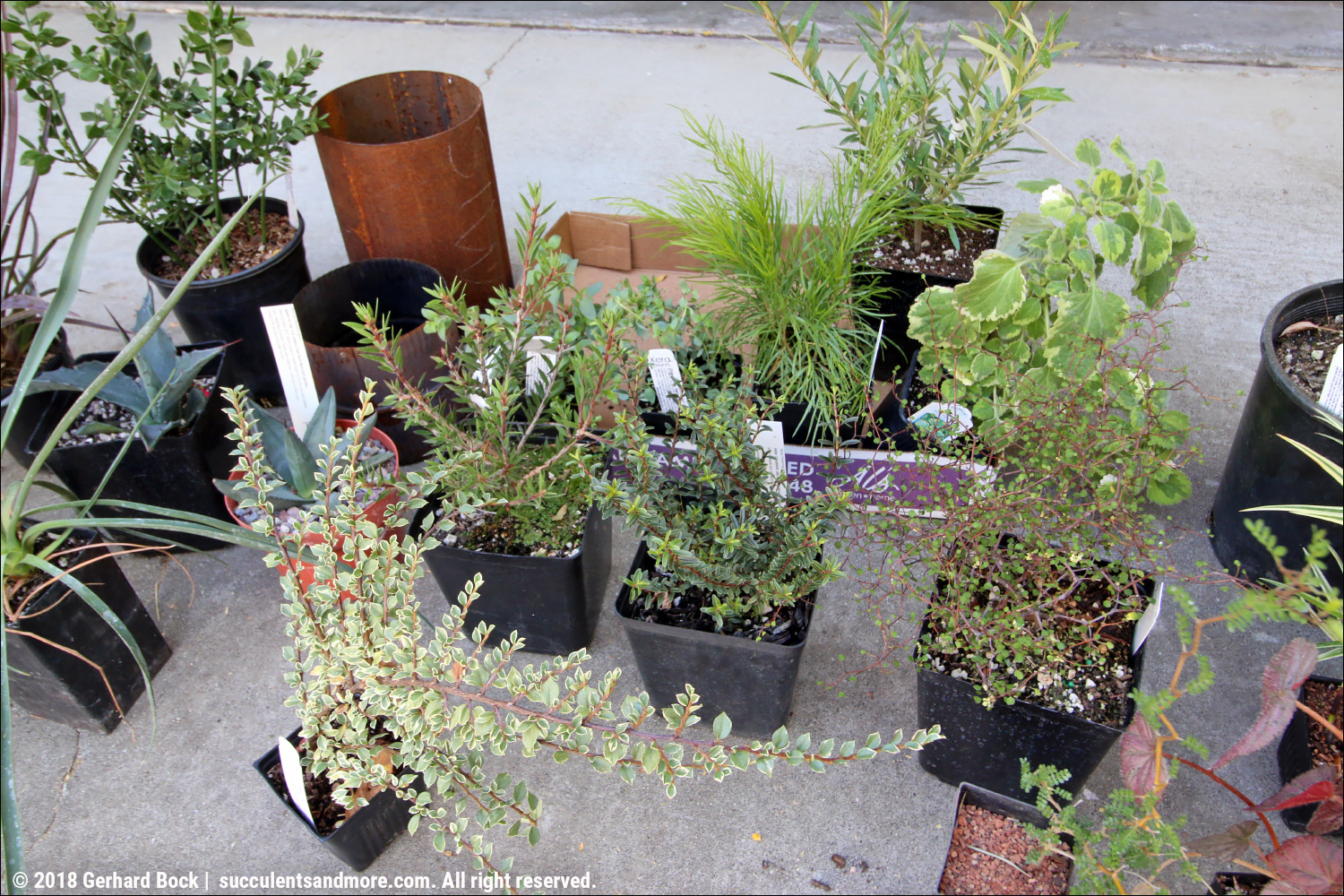 Succulents And More Portland Plant Purchases And Other Recent